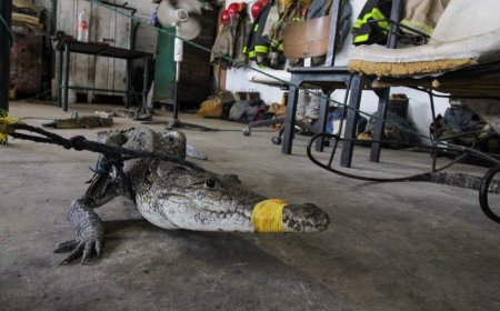 At least 200 crocodiles crawl into cities as heavy rains hit northern Mexico near Texas
