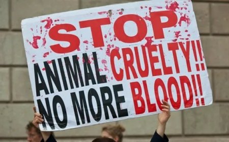 Protests in Turkey against proposed law to control stray animals