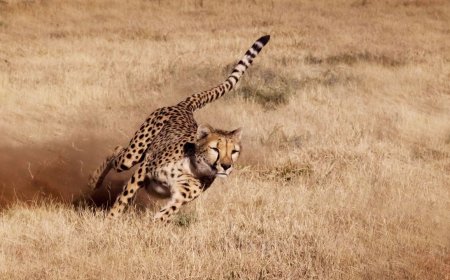 What Olympic runners can learn from cheetahs