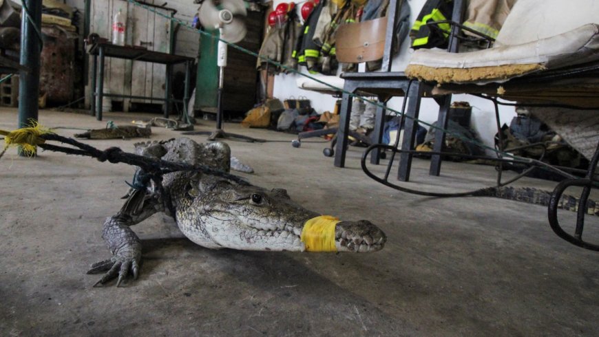 At least 200 crocodiles crawl into cities as heavy rains hit northern Mexico near Texas