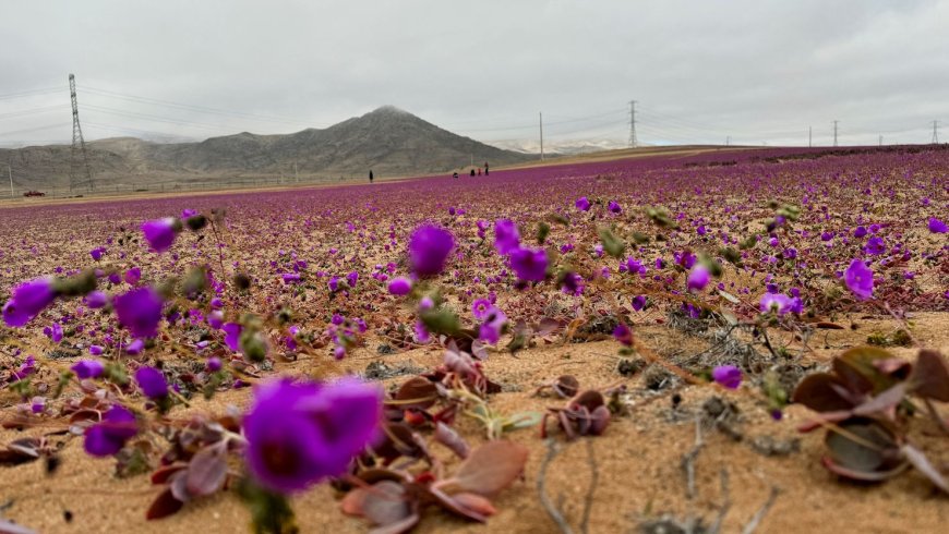 The driest desert on the planet is in bloom