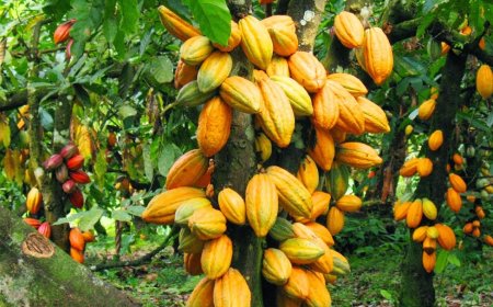 No international bank has rejected us - COCOBOD