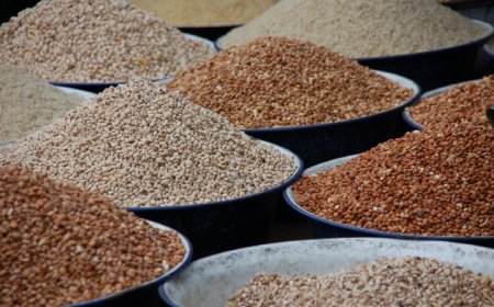 Minority slams ban on grain exportation
