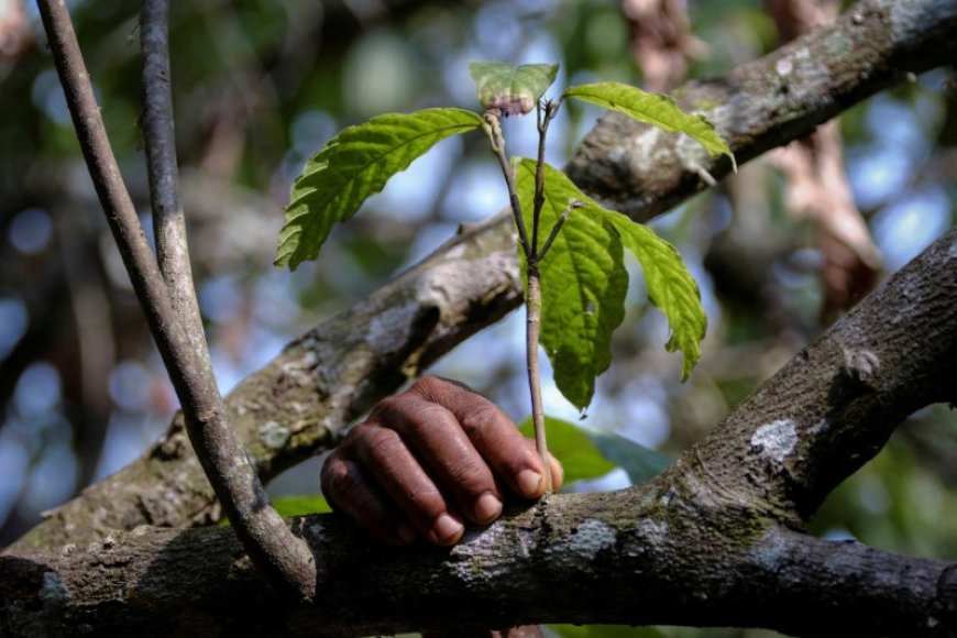 Cocoa swollen shoot disease worsening in Ghana, poses long-term threat