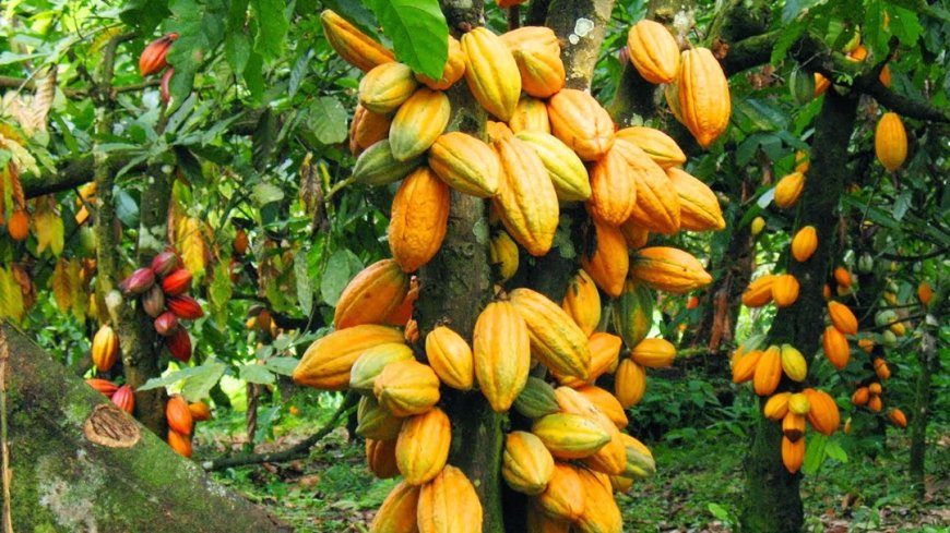 No international bank has rejected us - COCOBOD