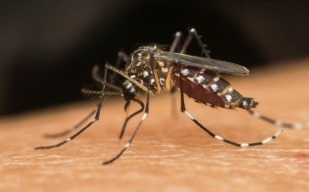 Vector-borne diseases: A growing menace to Nigeria's Public Health