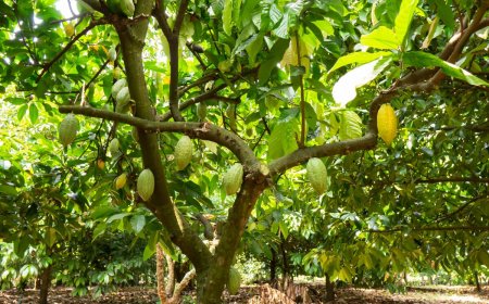 Farmers sound alarm as Galamsey devastates cocoa farms