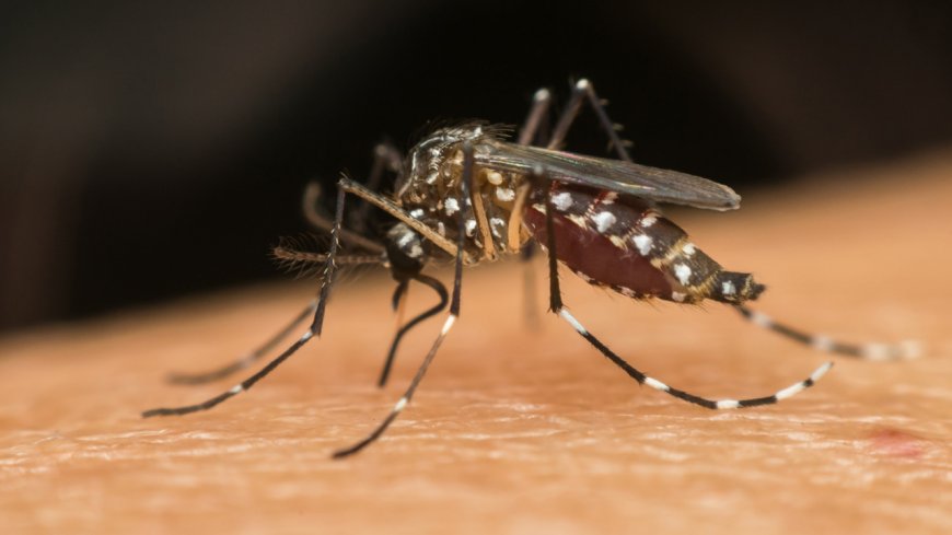 Vector-borne diseases: A growing menace to Nigeria's Public Health