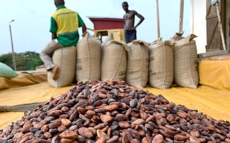 Cocoa Carriers Association begins indefinite strike today, demands better conditions