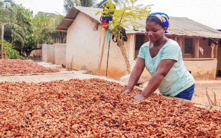 Ghana Sets New Cocoa Producer Price at US$5,040 per Tonne