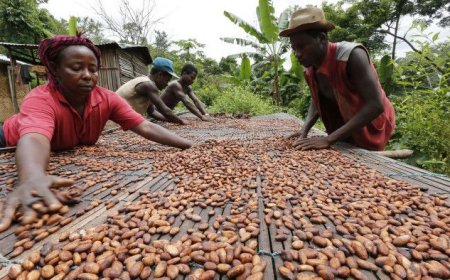 Cocoa Wars Escalate as Ghana's Farmers Demand Higher Price