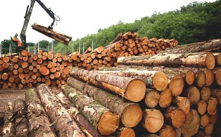 Ghana Breaks Ground with Legal Timber Export Under New EU Framework   