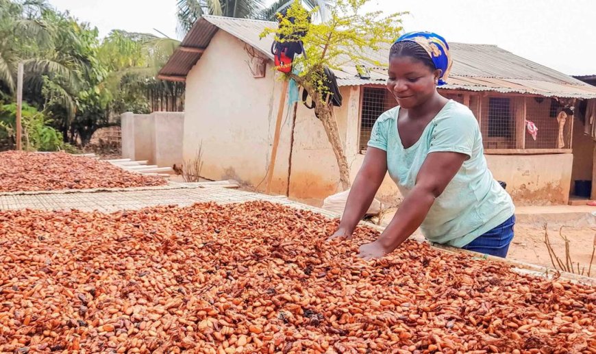 Ghana Sets New Cocoa Producer Price at US$5,040 per Tonne