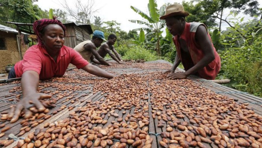 Cocoa Wars Escalate as Ghana's Farmers Demand Higher Price