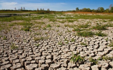 Deforestation Alarms: World Failing Miserably to Meet 2030 Forest Protection Goals